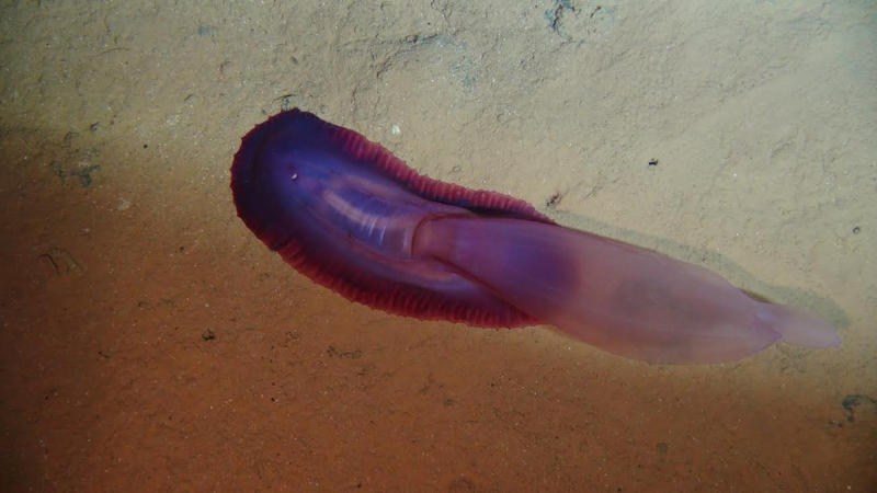 The purple sea cucumber Psychropotes semperiana. Image: Diva Amon and Craig Smith, University of Hawai’i at Mānoa